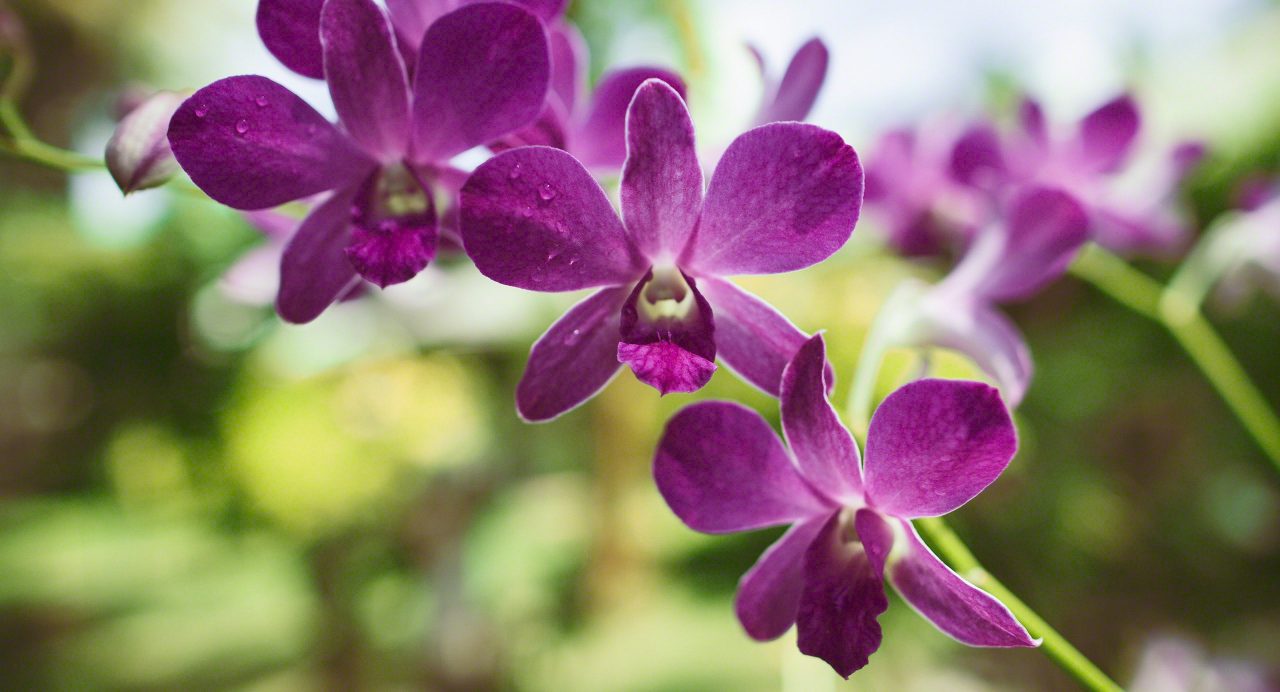 Malediven Sun Island Orchidee Blumen