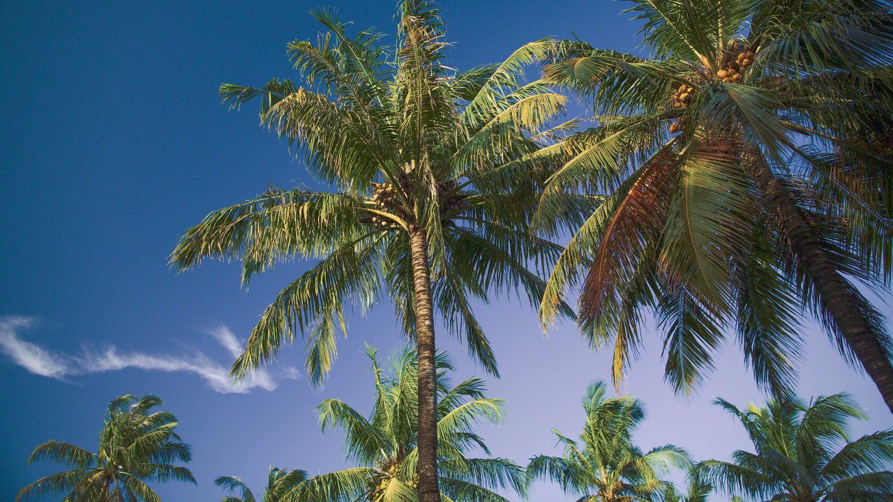 Schattenspendende Palmen gibt es auf der Insel genug