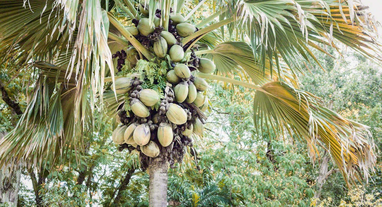 Seychellen Bananenstauden La Digue © Mirco Seyfert