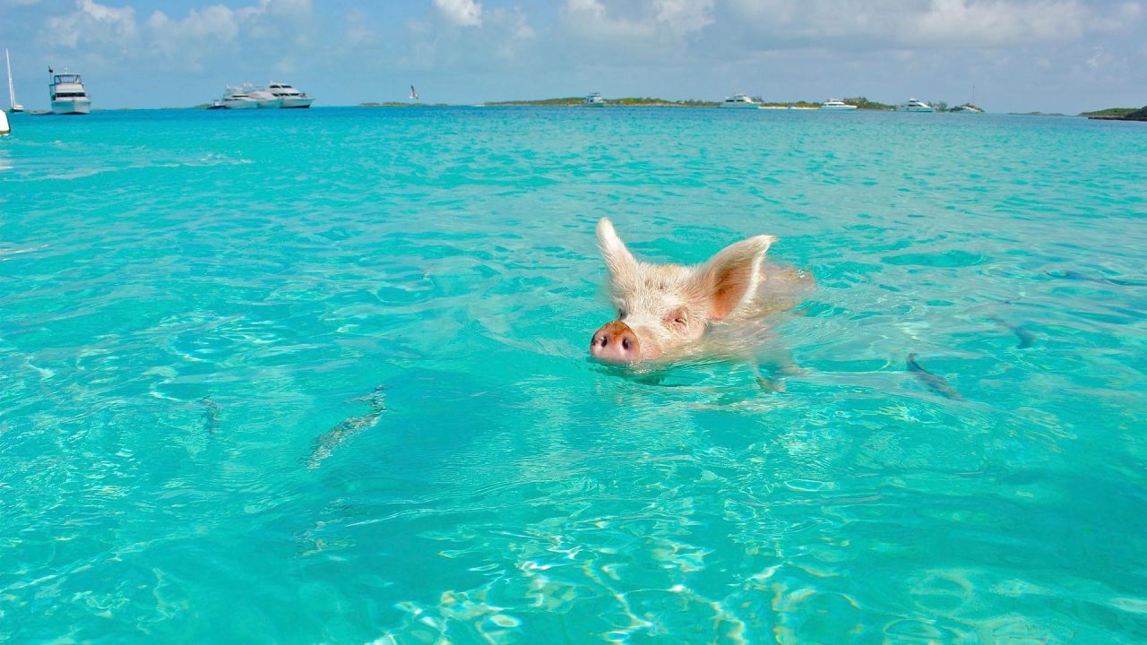 Beste Reisezeit Karibik schwimmendes Schwein www.reise-zeit.com