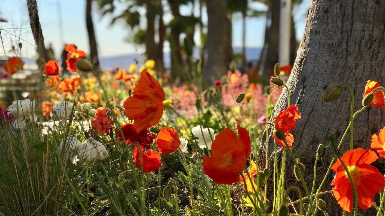 Der blühende Frühling in Cannes macht selbst die Straße zum Garten Eden.