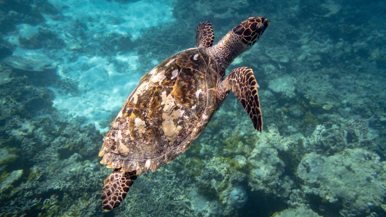 Faszinierende Unterwasserwelt und plötzlich bin ich im Schildkröten Tummelplatz ©Mirco Seyfert