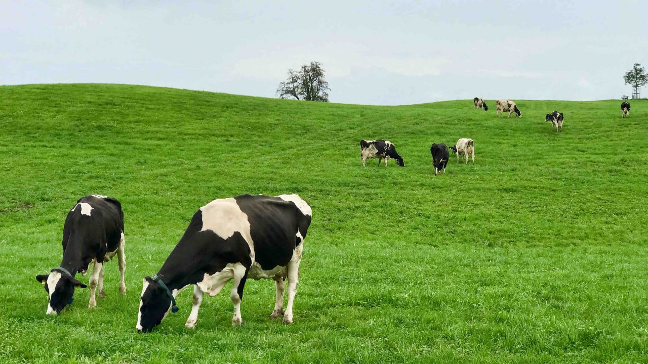 Augenweide: Kaum Zürichs moderenen Flughafen verlassen, grasen Kühe in ländlich-blühender Landschaft.