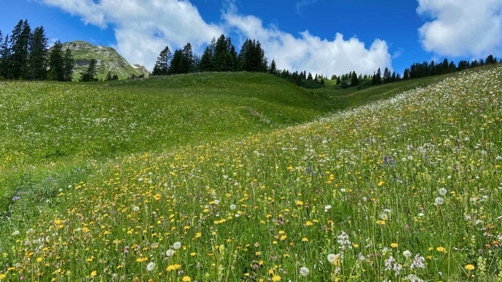 Lech am Arlberg Aurelio Chalet Luxushotel Reisetipps Wanderung blühende Wiesen