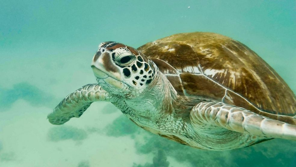 Mauritius Reisetipps und Sehenswürdigkeiten Riesenschildkröte im Meer Turtle Spotting