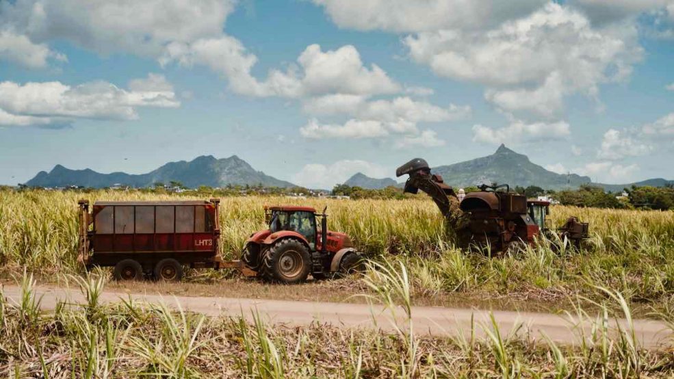 Mauritius Reisetipps und Sehenswürdigkeiten Zuckerrohr Ernte