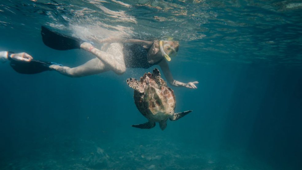 Nova Maldives Resort Malediven Reisetipps Schnorcheln mit Schildkröten