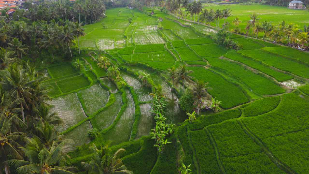 Bali Beste Reisezeit unf Reisetipps Reisfelder Drohnenbild von oben dji mini3pro