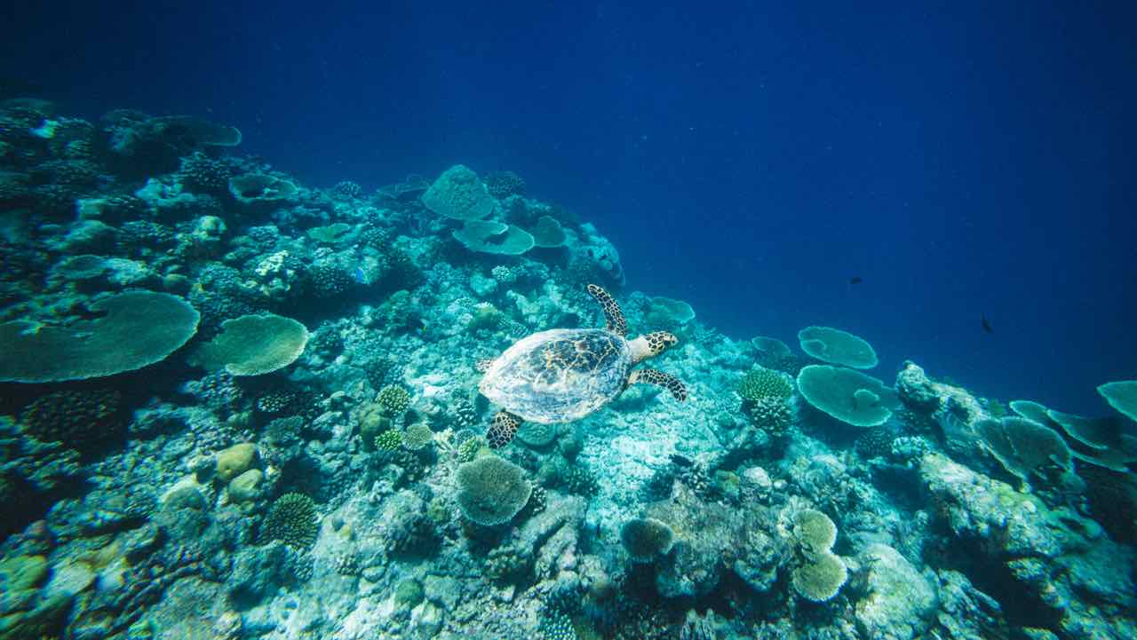 Kandima Maldives Resort Malediven Reisetipps Schildkröte unter Wasser