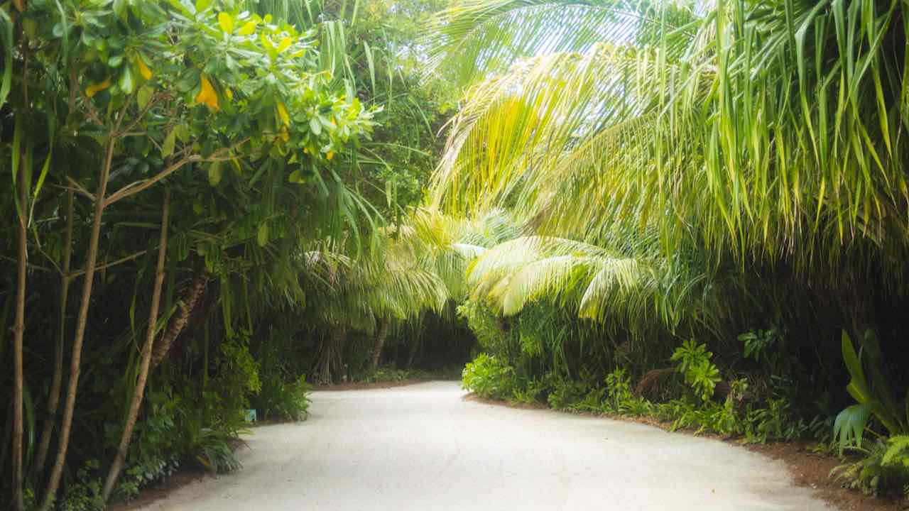 Kandima Maldives Resort Malediven Reisetipps grüne Insel mit Palmen