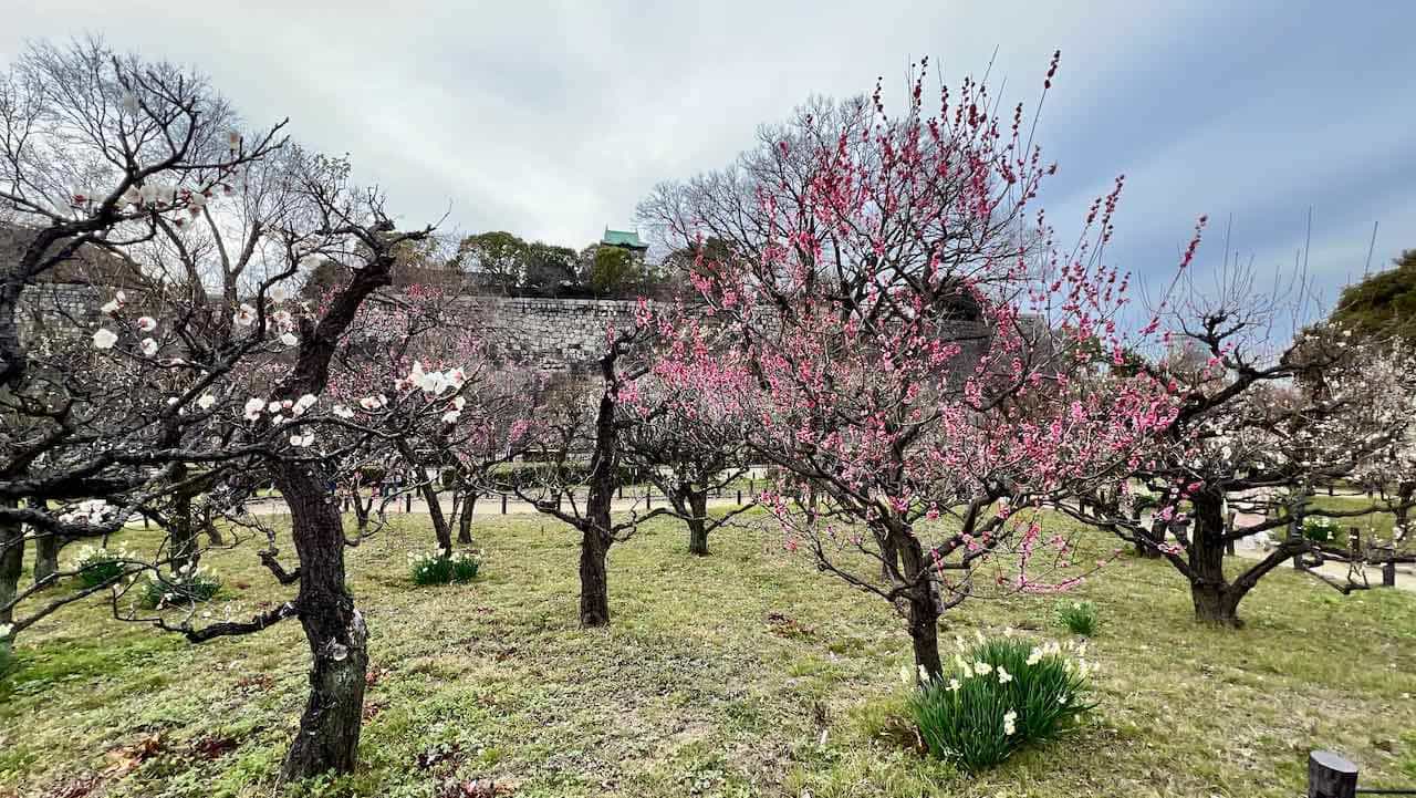 Osaka Japan Reisetipps Osaka Park mit Kirschblüte rosa und weiß