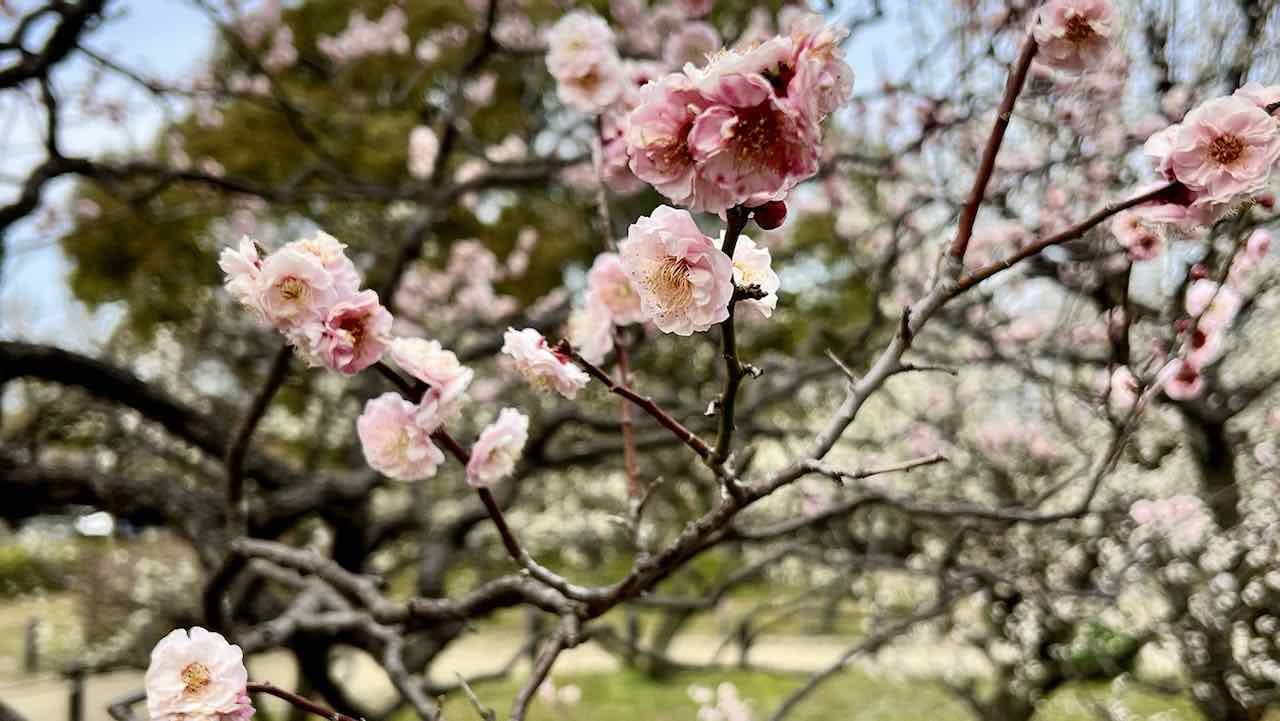 Osaka Japan Reisetipps Osaka zart rosa Kirschblüte Sakura