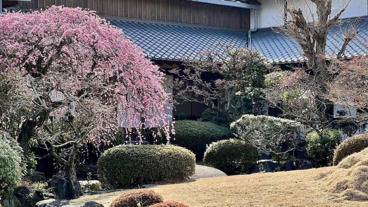 Osaka Japan Reisetipps Temple Shitenno-ji Park Pflaumenblüte