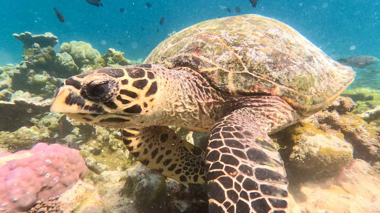 Adaaran Prestige Water Villas Meedhupparu Maldives Malediven Reisetipps Schnorcheln mit Schildkröten