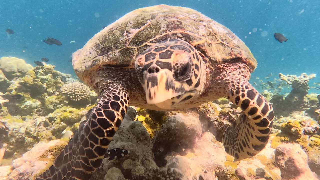Adaaran Prestige Water Villas Meedhupparu Maldives Malediven Reisetipps Schnorcheln mit Schildkröten