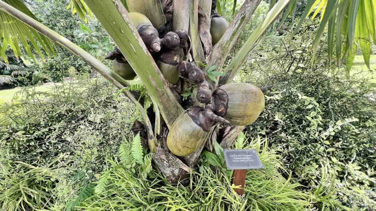 Seychellen Club Med Seychelles Reisetipps Kokosnuss Coco de Mer