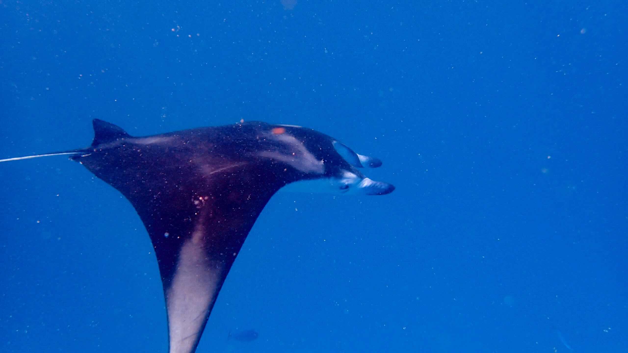 Milaidhoo Malediven Reisetipps Manta Hanifaru Bay trip