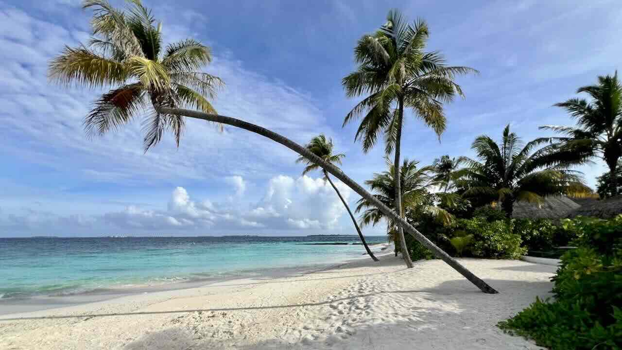 Milaidhoo Maldives Malediven Reisetipps Palme am Meer