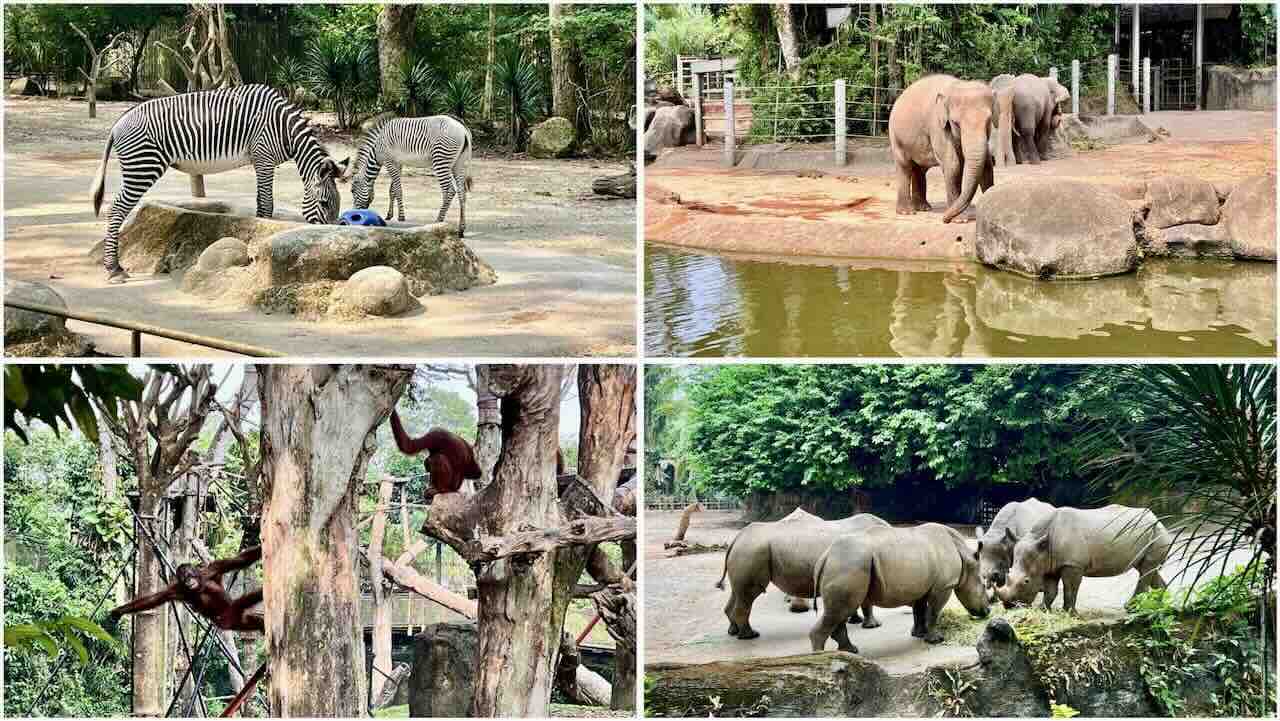 Singapur Reisetipps Mandai Rainforest Resort by Banyan Tree Singapur Zoo